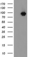 HEK293T cells were transfected with the pCMV6-ENTRY control (Left lane) or pCMV6-ENTRY FBXO42 (Right lane) cDNA for 48 hrs and lysed. Equivalent amounts of cell lysates (5 ug per lane) were separated by SDS-PAGE and immunoblotted with anti-FBXO42.