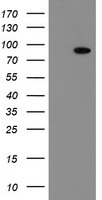 HEK293T cells were transfected with the pCMV6-ENTRY control (Left lane) or pCMV6-ENTRY FBXO42 (Right lane) cDNA for 48 hrs and lysed. Equivalent amounts of cell lysates (5 ug per lane) were separated by SDS-PAGE and immunoblotted with anti-FBXO42.