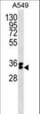 FBXO44 Antibody western blot of A549 cell line lysates (35 ug/lane). The FBXO44 Antibody detected the FBXO44 protein (arrow).