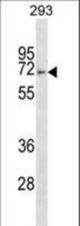 FBXO46 Antibody western blot of 293 cell line lysates (35 ug/lane). The FBXO46 antibody detected the FBXO46 protein (arrow).