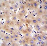 FBXO47 Antibody immunohistochemistry of formalin-fixed and paraffin-embedded human liver tissue followed by peroxidase-conjugated secondary antibody and DAB staining.