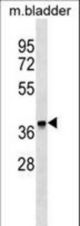 FBXO8 Antibody western blot of mouse bladder tissue lysates (35 ug/lane). The FBXO8 antibody detected the FBXO8 protein (arrow).