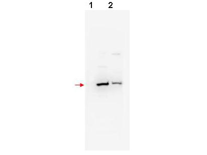 Anti-bTrCP2 Antibody - Western Blot. Western blot of affinity purified anti-bTrCP2 antibody shows detection of mouse and human bTrCP2 (arrowhead) in NIH3T3 (lane 1) and 293 (lane 2) whole cell lysates, respectively. The band appears as a 58 kD protein, although a 62.1 kD band is predicted. The identity of faint higher molecular weight bands is not known. The primary antibody was used at a 1:200 dilution incubated in 5% BLOTTO overnight at 4C. Detection occurred using HRP conjugated Goat-anti-Rabbit IgG (LS-C60865) diluted 1:20000 in blocking buffer (p/n MB-070) for 1 h at 4C.