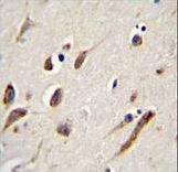 FBXW11 Antibody immunohistochemistry of formalin-fixed and paraffin-embedded human brain tissue followed by peroxidase-conjugated secondary antibody and DAB staining.