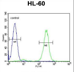 FBXW11 Antibody flow cytometry of HL-60 cells (right histogram) compared to a negative control cell (left histogram). FITC-conjugated goat-anti-rabbit secondary antibodies were used for the analysis.