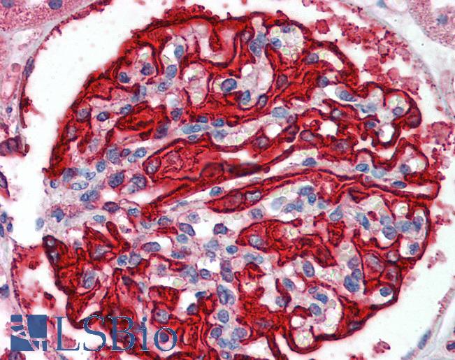 Anti-FBXW7 antibody IHC of human kidney. Immunohistochemistry of formalin-fixed, paraffin-embedded tissue after heat-induced antigen retrieval. Antibody LS-B5800 concentration 2.5 ug/ml.