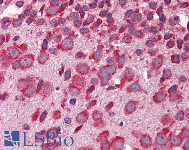 Anti-FBXW7 antibody IHC of mouse brain. Immunohistochemistry of formalin-fixed, paraffin-embedded tissue after heat-induced antigen retrieval. Antibody LS-B5634 concentration 5 ug/ml.