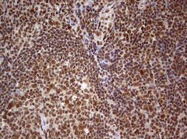IHC of paraffin-embedded Human tonsil using anti-FBXW7 mouse monoclonal antibody. (Heat-induced epitope retrieval by 10mM citric buffer, pH6.0, 120°C for 3min).