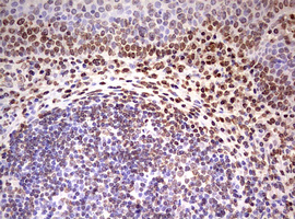 IHC of paraffin-embedded Human tonsil using anti-FBXW7 mouse monoclonal antibody. (Heat-induced epitope retrieval by 10mM citric buffer, pH6.0, 120°C for 3min).