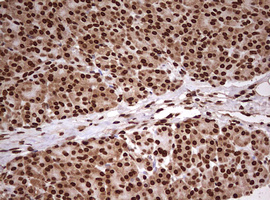 IHC of paraffin-embedded Human pancreas tissue using anti-FBXW7 mouse monoclonal antibody. (Heat-induced epitope retrieval by 10mM citric buffer, pH6.0, 120°C for 3min).
