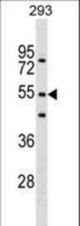 FBXW9 Antibody western blot of 293 cell line lysates (35 ug/lane). The FBXW9 antibody detected the FBXW9 protein (arrow).