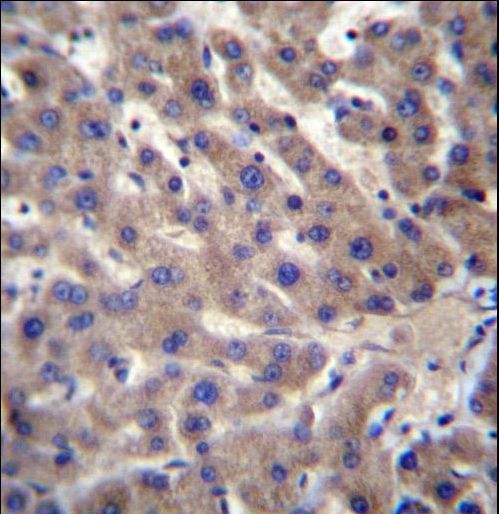 CNTLN Antibody immunohistochemistry of formalin-fixed and paraffin-embedded human liver tissue followed by peroxidase-conjugated secondary antibody and DAB staining.