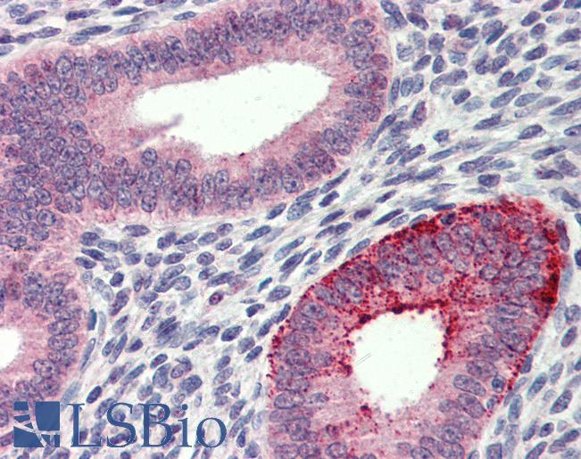 Anti-FCHO1 antibody IHC of human uterus. Immunohistochemistry of formalin-fixed, paraffin-embedded tissue after heat-induced antigen retrieval. Antibody LS-B3998 concentration 5 ug/ml.