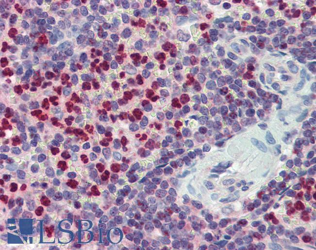 Anti-FCHO1 antibody IHC of human spleen. Immunohistochemistry of formalin-fixed, paraffin-embedded tissue after heat-induced antigen retrieval. Antibody LS-B3998 concentration 5 ug/ml.