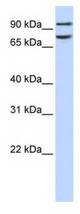 Western analysis of 293T cell lysate.