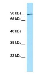 FCHO2 antibody Western Blot of HeLa.