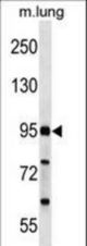 FCHO2 Antibody western blot of mouse lung tissue lysates (35 ug/lane). The FCHO2 antibody detected the FCHO2 protein (arrow).
