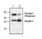 Western blot of Ficolin antibody LS-C146991.