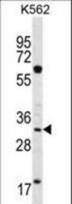 FCN3 Antibody western blot of K562 cell line lysates (35 ug/lane). The FCN3 antibody detected the FCN3 protein (arrow).