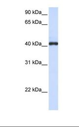 Hela cell lysate. Antibody concentration: 1.0 ug/ml. Gel concentration: 12%.