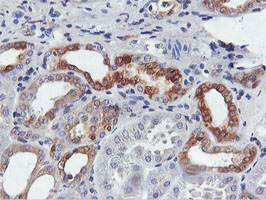 IHC of paraffin-embedded Human Kidney tissue using anti-FDFT1 mouse monoclonal antibody.