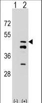 Western blot of FDPS (arrow) using rabbit polyclonal FDPS Antibody. 293 cell lysates (2 ug/lane) either nontransfected (Lane 1) or transiently transfected (Lane 2) with the FDPS gene.
