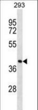 FDPS Antibody western blot of 293 cell line lysates (35 ug/lane). The FDPS antibody detected the FDPS protein (arrow).
