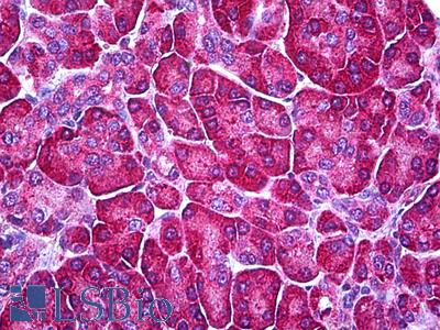 Anti-FDXR antibody IHC of human pancreas. Immunohistochemistry of formalin-fixed, paraffin-embedded tissue after heat-induced antigen retrieval. Antibody LS-B5921 dilution 1:200.