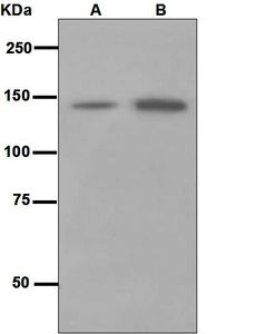 Western blot analysis on (A) human cerebellum and (B) fetal brain lysates using anti-Contactin-2 antibody.