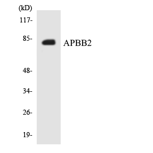 Western blot of the lysates from HepG2 cells using APBB2 antibody.