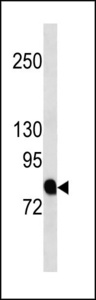APBB2 Antibody western blot of CEM cell line lysates (35 ug/lane). The APBB2 antibody detected the APBB2 protein (arrow).