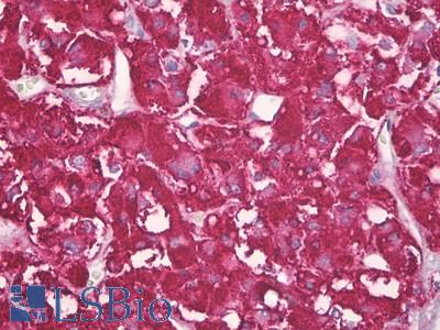 Anti-APBB2 antibody IHC of human adrenal cortex. Immunohistochemistry of formalin-fixed, paraffin-embedded tissue after heat-induced antigen retrieval. Antibody LS-B7062 concentration 10 ug/ml.