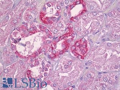 Anti-APBB2 antibody IHC of human kidney. Immunohistochemistry of formalin-fixed, paraffin-embedded tissue after heat-induced antigen retrieval. Antibody LS-B7062 concentration 10 ug/ml.