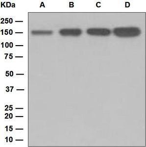 Western blot analysis on (A) fetal brain, (B) human cerebellum, (C) U87-MG, and (D) SH-SY5Y cell lysates using anti-Contactin-2 antibody.