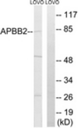 Western blot of extracts from LOVO cells, using APBB2 Antibody. The lane on the right is treated with the synthesized peptide.
