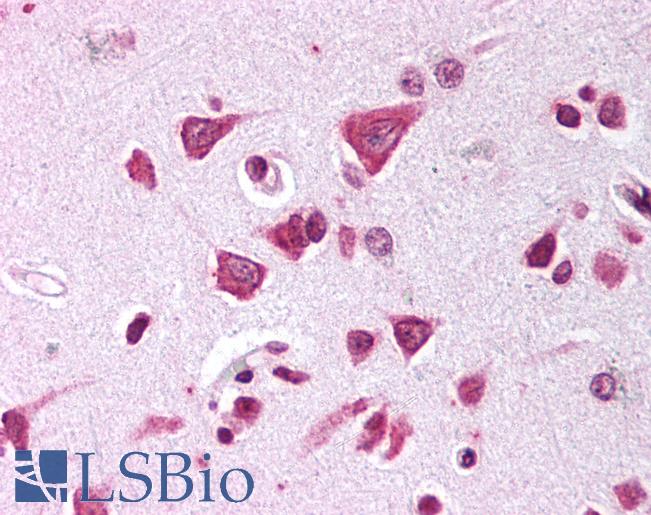 Anti-APBB2 antibody IHC of human brain, cortex. Immunohistochemistry of formalin-fixed, paraffin-embedded tissue after heat-induced antigen retrieval. Antibody LS-B782 concentration 10 ug/ml.