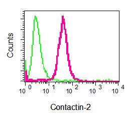 Flow cytometry of permeabilized U87-MG cells using anti-Contactin-2 antibody (red)or a rabbit IgG (negative) (green).
