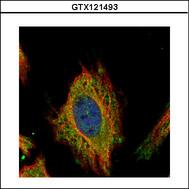 Confocal immunofluorescence analysis (Olympus FV10i) of methanol-fixed HeLa, using FEM1C antibody (Green) at 1:500 dilution. Alpha-tubulin filaments were labeled with alpha-tubulin antibody (Red) at 1:2000.