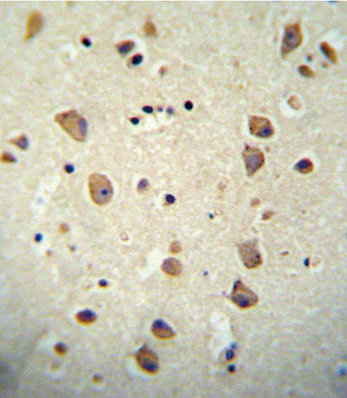 CNTN2 antibody immunohistochemistry of formalin-fixed and paraffin-embedded human brain tissue followed by peroxidase-conjugated secondary antibody and DAB staining.
