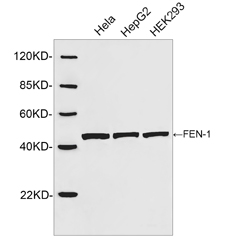Western blot of cell lysates using 1 ug/ml Rabbit Anti-FEN-1 Polyclonal Antibody. The signal was developed with IRDye 800 Conjugated Goat Anti-Rabbit IgG. Predicted Size: 45 kD. Observed Size: 45 kD.