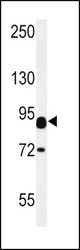 CNTN2 Antibody western blot of mouse heart tissue lysates (15 ug/lane). The CNTN2 antibody detected CNTN2 protein (arrow).