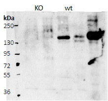CNTN4 antibody (0.5 ug/ml) staining of Mouse Olfactory bulb (lanes1 and 3) and Cerebral cortex (lanes 2 and 4), comparing wild type (lanes 3 and 4) with KO mice (lanes 1 and 2). The last lane contains a lysate of HEK293 overexpressing Mouse Cntn4 (lysate (35 ug protein in RIPA buffer). Primary incubation was 1 hour. Detected by chemiluminescence. Data obtained from Gerrald Lodewijk and Peter Burbach, Rudolf Magnus Institute, Utrecht, Netherlands.