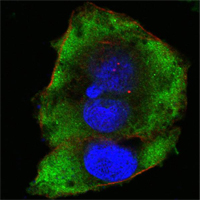 Confocal immunofluorescence of HeLa cells using FER mouse monoclonal antibody (green). Red: Actin filaments have been labeled with Alexa Fluor-555 phalloidin. Blue: DRAQ5 fluorescent DNA dye.