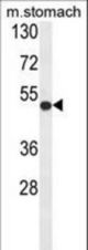 Western blot of FERMT1 Antibody in mouse stomach tissue lysates (35 ug/lane). FERMT1 (arrow) was detected using the purified Pab