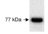 Detection of URP1 in 20 ug of human lung adenocarcinoma cell line NCI-H322 lysate using LS-C2928.
