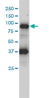 FES monoclonal antibody (M01), clone 3A3-1E5 Western Blot analysis of FES expression in HL-60.