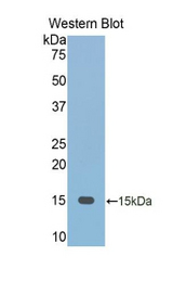 Western blot of recombinant FETUB / Fetuin B.