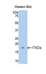Western blot of recombinant FETUB / Fetuin B.