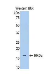 Western blot of recombinant FETUB / Fetuin B.