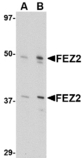 Western blot of FEZ2 in 3T3 cell lysate with FEZ2 antibody at (A) 0.5, and (B) 1 ug/ml.